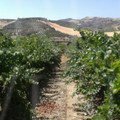 Alexakis vineyard Crete