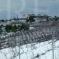 Gaia vineyards snow
