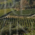 Pnevmatikaki vineyards